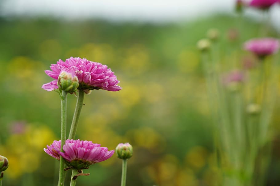 nature, flower, flora, summer, field, leaf, outdoors, garden HD wallpaper