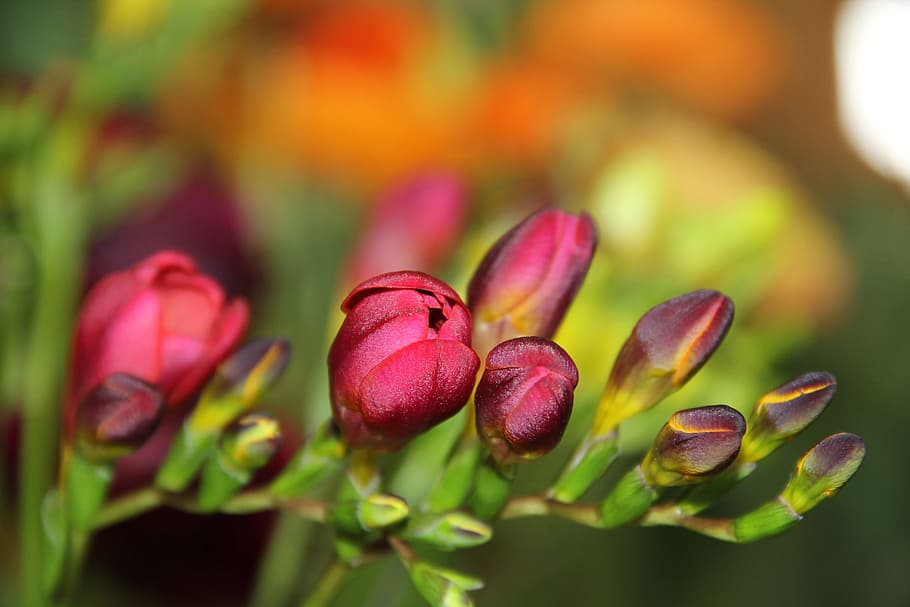 flower, red, flora, freshness, plant, food and drink, close-up HD wallpaper