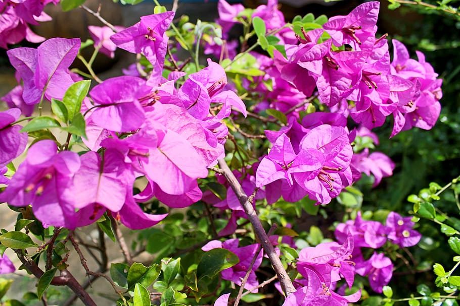 nature, flowers, garden, branches, background, bloom, blooming HD wallpaper