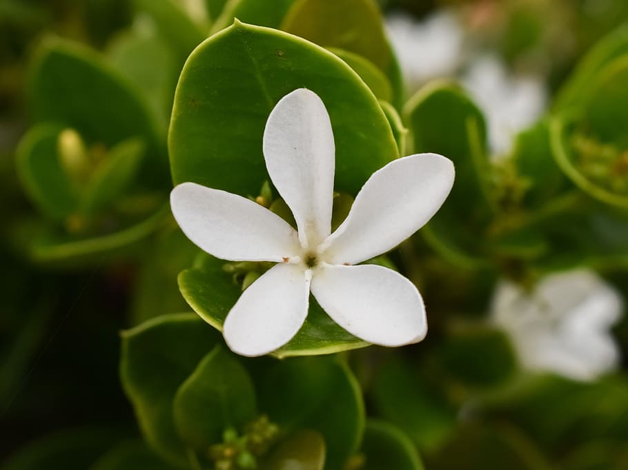 Flower, White, Nature, Spring, Blossom, petal, garden, plant HD wallpaper