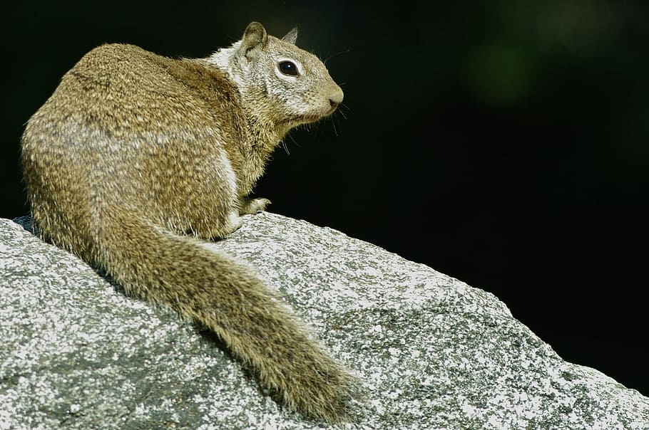 Squirrel, Rock, Wild, one animal, animal wildlife, animals in the wild HD wallpaper