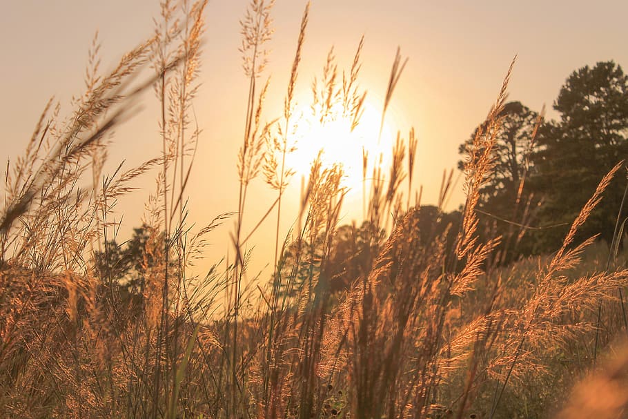 green grass field, brown leafed plants, sun, sunset, hay, wheat HD wallpaper