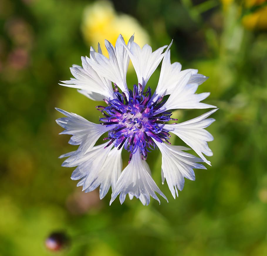 close up photo of white and blue petal flower, cornflower, bloom HD wallpaper