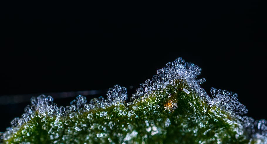 nature, leann, macro, cold temperature, water, drop, black background HD wallpaper