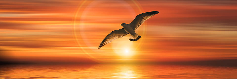 falcon on the sky painting, banner, header, gull, bird, fly HD wallpaper