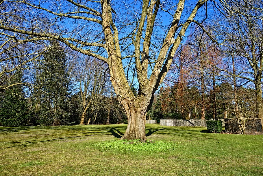 tree, trunk, branch, bare tree, winter tree, grass, green grass HD wallpaper