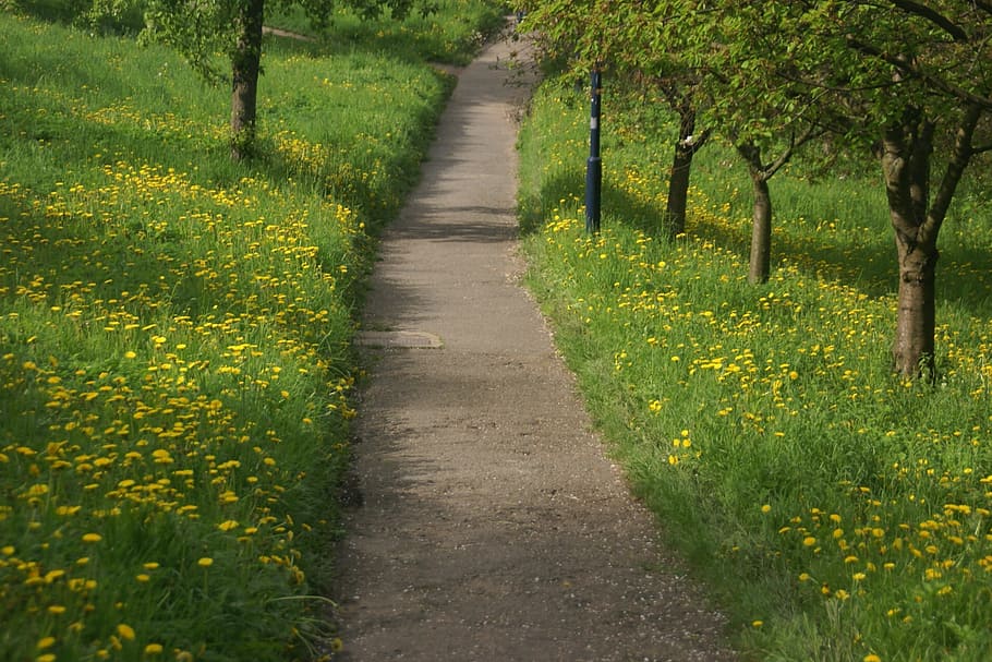 spring, path, dandelions, tree, nature, flowering, plant, growth HD wallpaper
