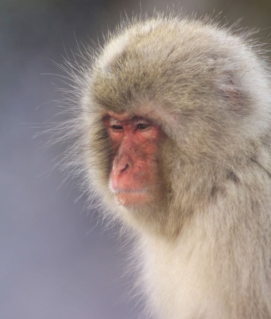 Japanese Macaque, Snow Monkey, nature, primate, wildlife, macaca HD wallpaper
