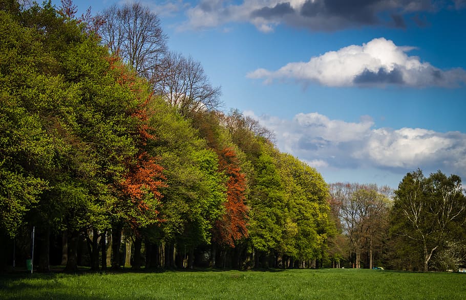 Green and Red Tress Under Blue Sky and White Clouds during Daytime HD wallpaper