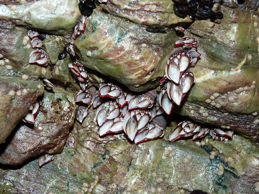 barnacles, beach of the cathedrals, molluscs, rock, sea, food and drink
