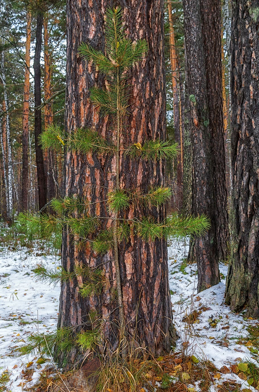 pine, autumn, snow, trees, nature, landscape, forest, outdoors HD wallpaper