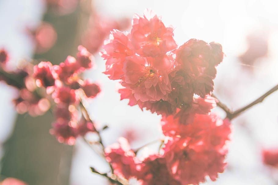 closeup photo of red petaled flower, photo of red flowers, tree HD wallpaper