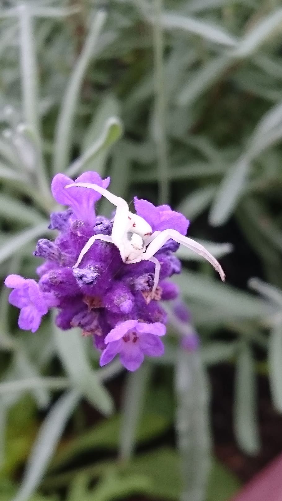 alternately spider, catch, white, case, lavender, cobweb, spider legs HD wallpaper