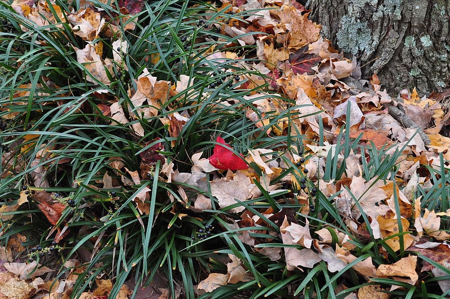 Red, Leaf, Leaves, Fall, Plant, Natural, botanical, organic HD wallpaper