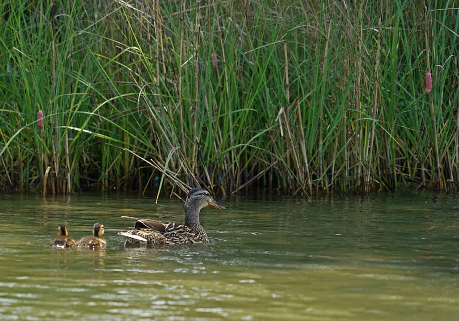 water, pool, lake, nature, bird, river, reflection, wildlife, HD wallpaper