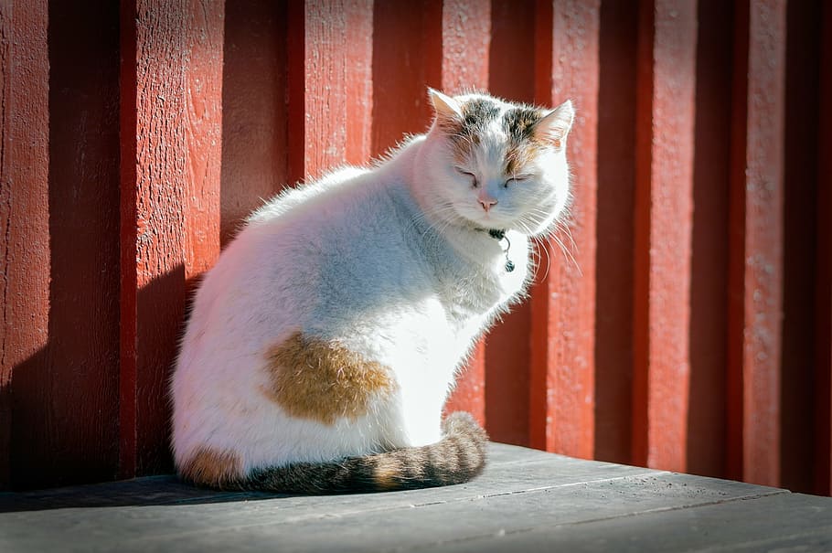 selective focus photography of white and orange tabby cat, kitten HD wallpaper
