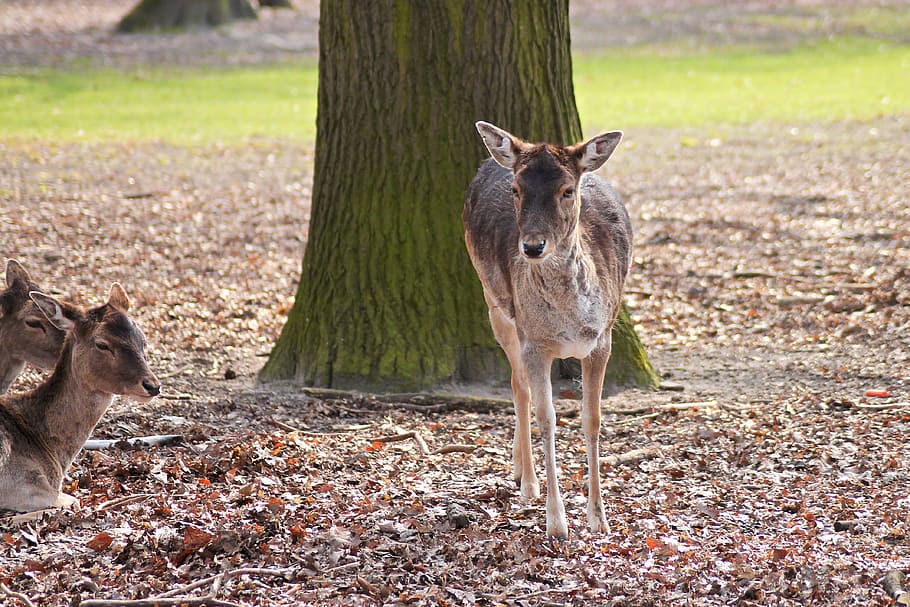 Roe Deer, Deer, Forest, Nature, Fallow Deer, animals in the wild HD wallpaper
