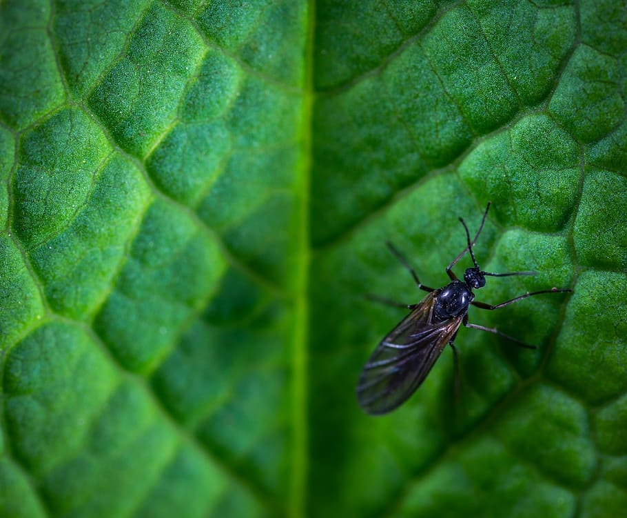 insect, macro, green color, leaf, plant part, invertebrate HD wallpaper
