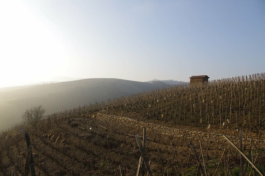 landscape, vine, winter, nature, wine, france, mist, vineyard HD wallpaper