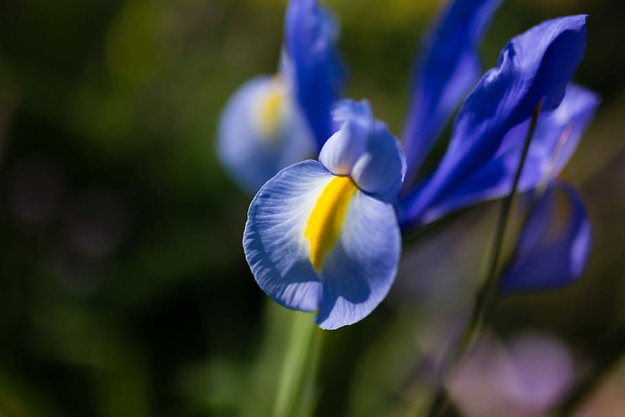 Flower, Spring, Color, Nature, White, floral, green, blue, colorful HD wallpaper