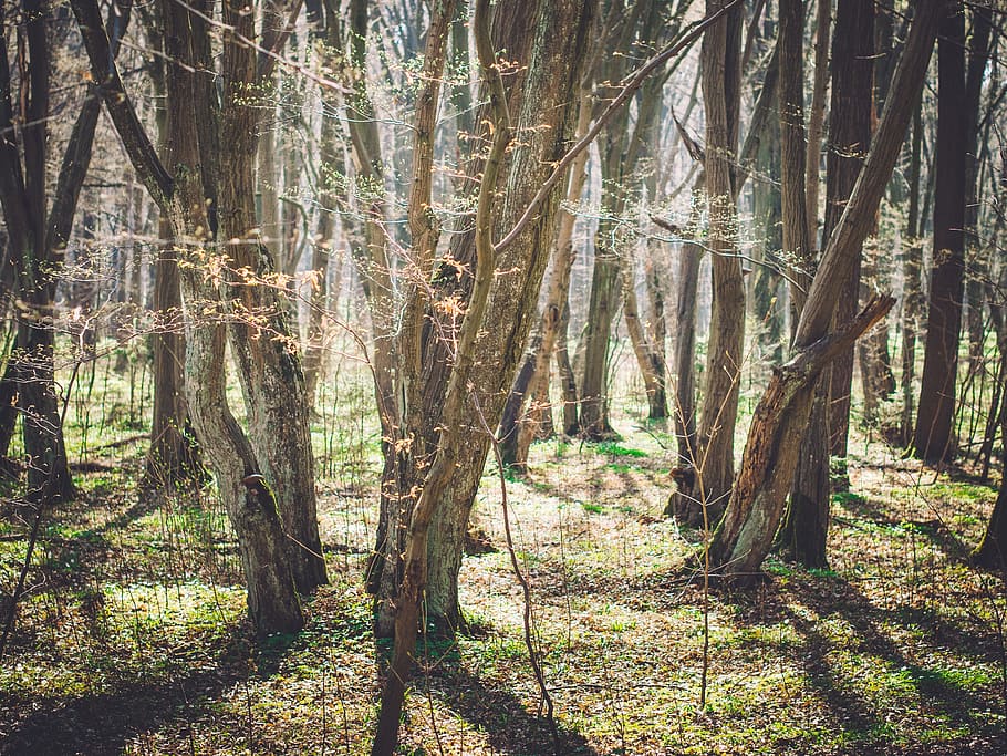 forest, trees, wood, sun, park, nature, natural, spring, sunlight HD wallpaper