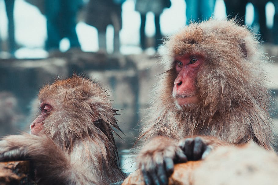 selective focus photography of two brown monkies, two brown baboons