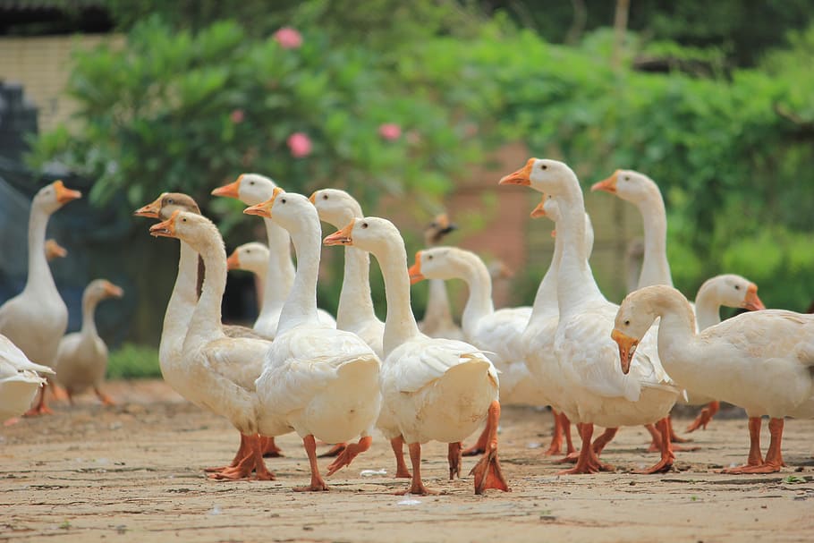 ducks, nature, animals, birds, india, trip, looking, wild, white HD wallpaper