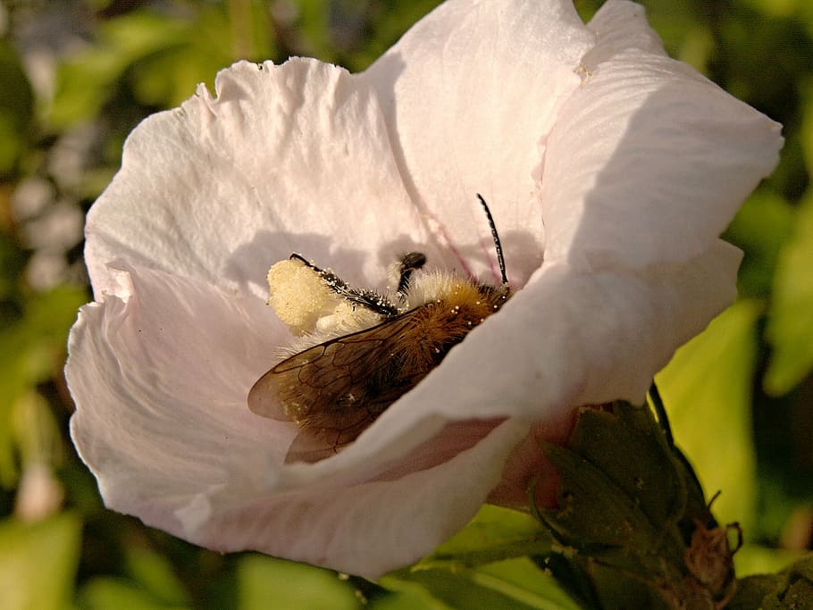 flower, pollen, hibiscus, bee, insect, white, sunset, flowering plant HD wallpaper