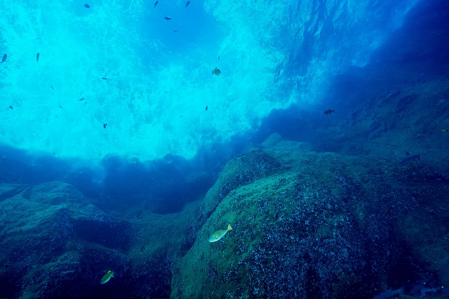 two gray fish under the sea, gray corals, underwater, rock, undersea HD wallpaper