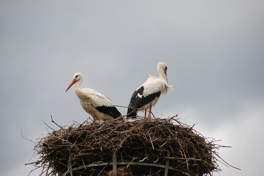bird, stork, nest, hatch, black, white, nature, group of animals HD wallpaper