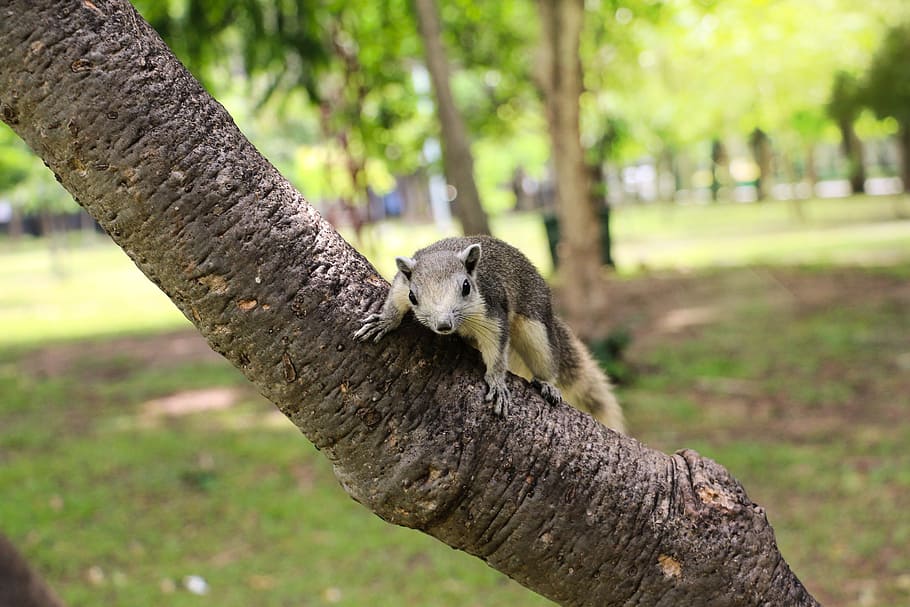 squirrel, animals, garden, nature, animal themes, animal wildlife HD wallpaper