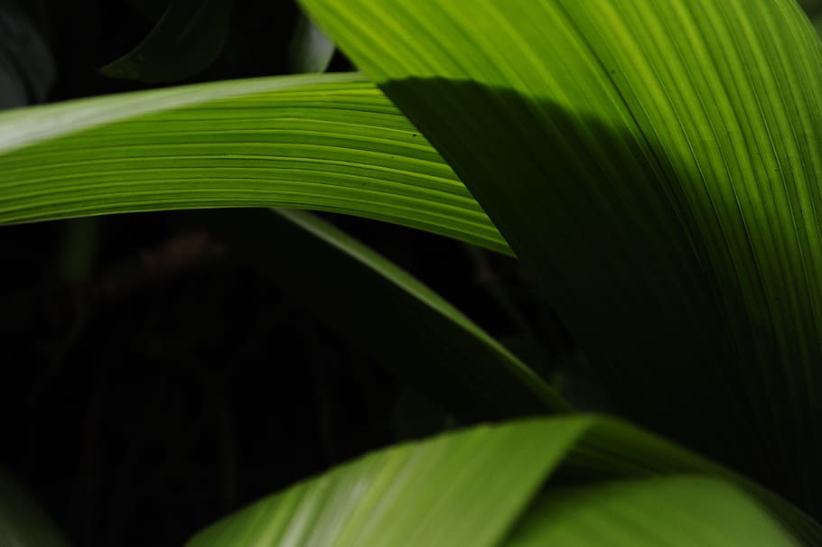 the darkness, atmosphere, leaf, plants, shadow, form, photo HD wallpaper