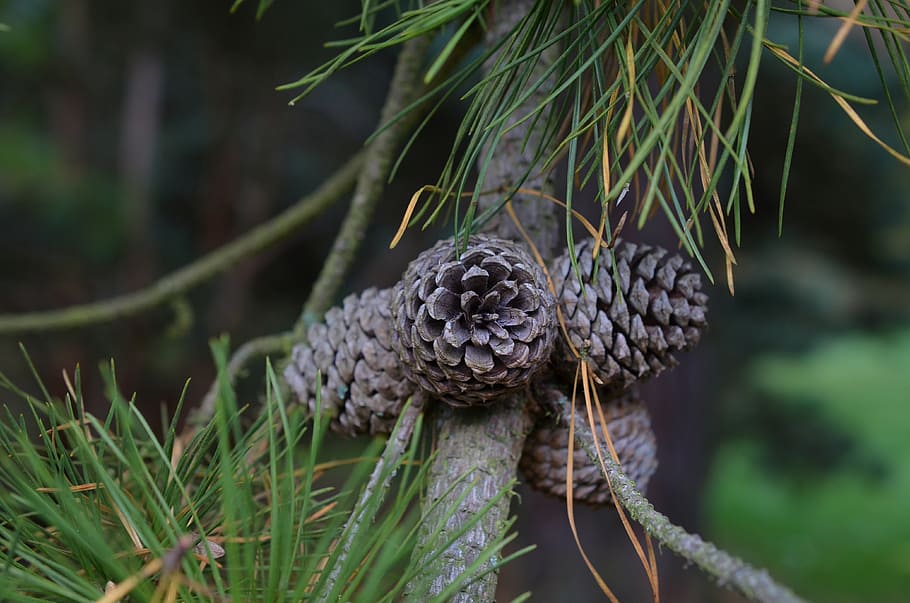 pine, pine cones, tap, conifer, forest, pine family, branch HD wallpaper