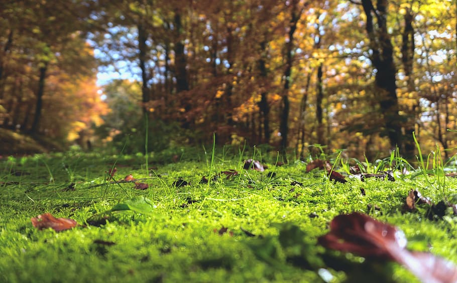 HD wallpaper: worm’s eye view photography of green tall trees, forest