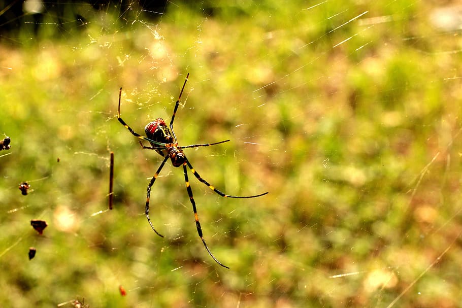Spider, Yellow, Web, Sun, Nature, red, arachnid, insect, autumn HD wallpaper