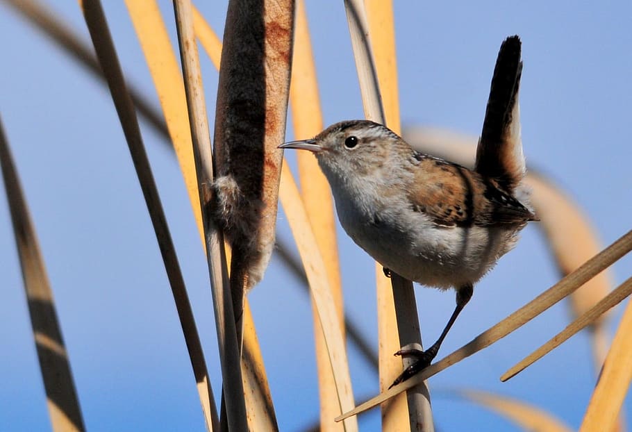 brown and gray bird perched in brown grass, marsh wren, wildlife