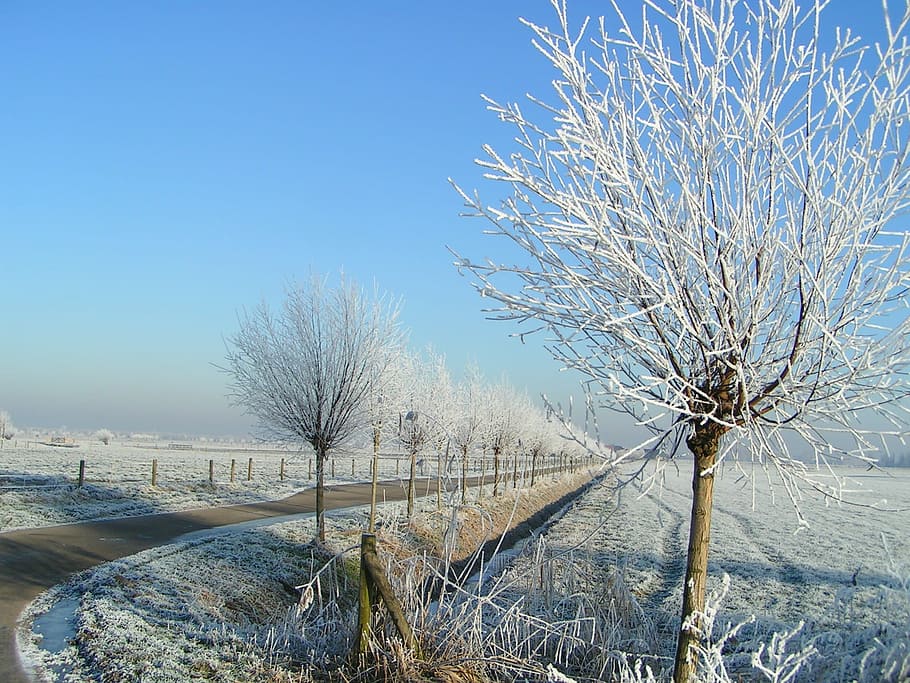 Winter, Ripe, White, Landscape, Freezing, frozen, frost, winter landscape HD wallpaper