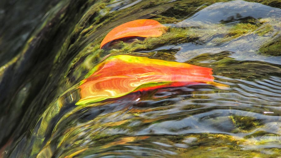 Stream, Water, Leaves, Flowing, Spring, abstract, multi Colored HD wallpaper