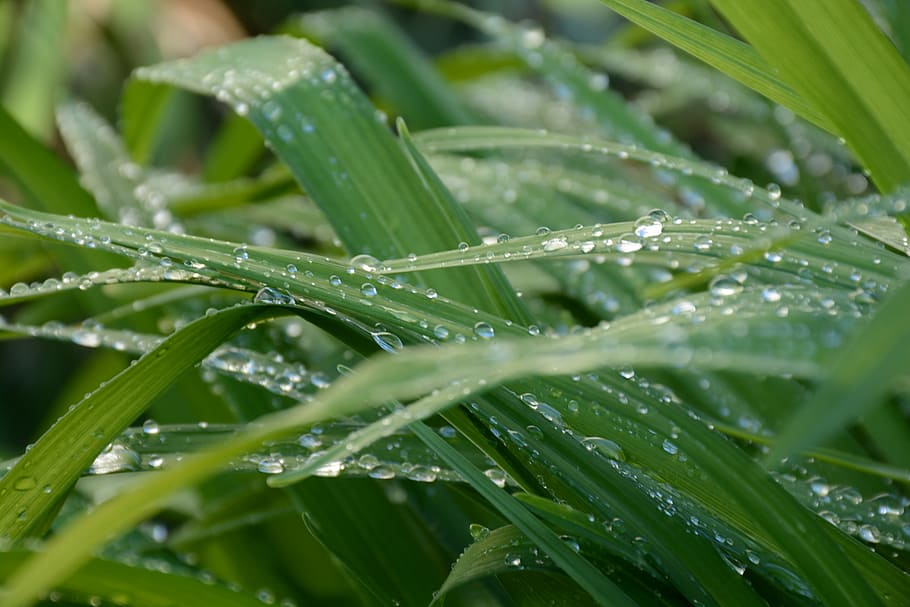 green grass with water drops, dew, dew-drop, nature, macro HD wallpaper