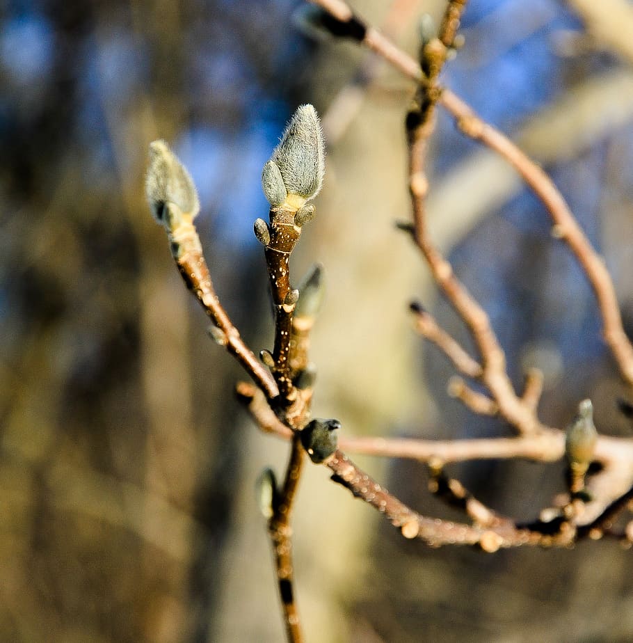 bud, spring, catkin, macro, closeup, flora, tree, shrub, botany HD wallpaper