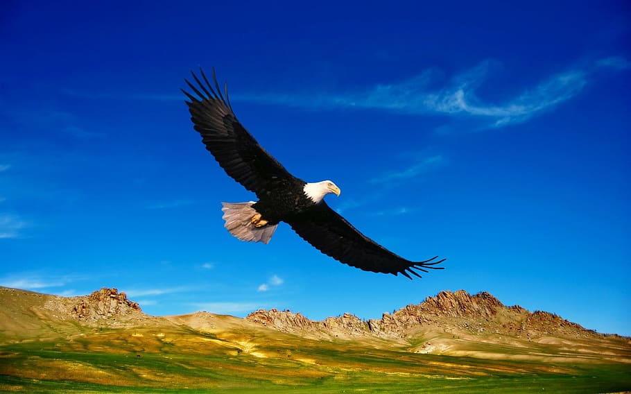 flying bald eagle during daytime, prairie, steppes, mountains