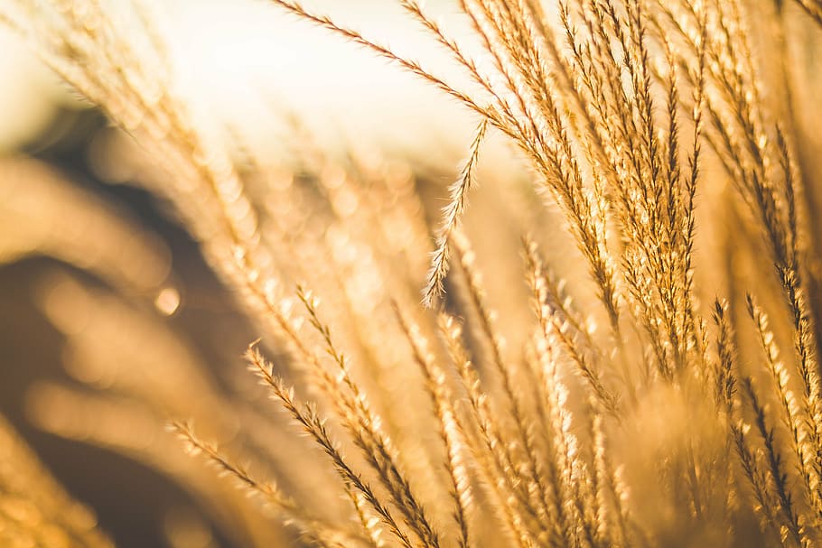macro shot of wheat, blur, blurred, grain, nature, outdoors HD wallpaper