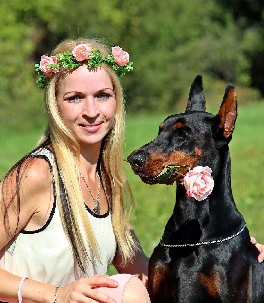 blonde woman, doberman, dog, rose, friendship, love, domestic animals, HD wallpaper