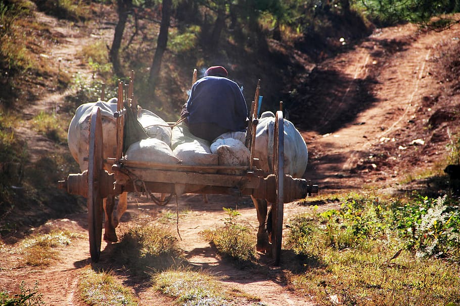 oxcart, back, drive, rear view, sitting, tree, nature, mammal HD wallpaper