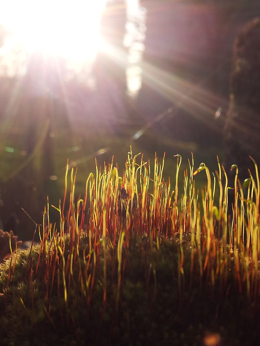 light, sun, sunset, dawn, orange, west, nature, outdoors, sunlight HD wallpaper