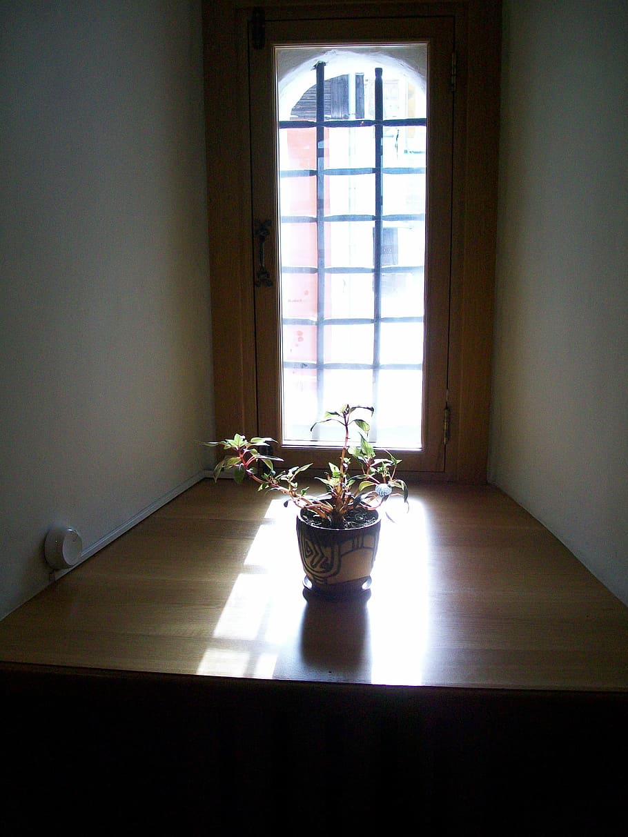 flower, sun, window, indoors, table, day, no people, plant HD wallpaper