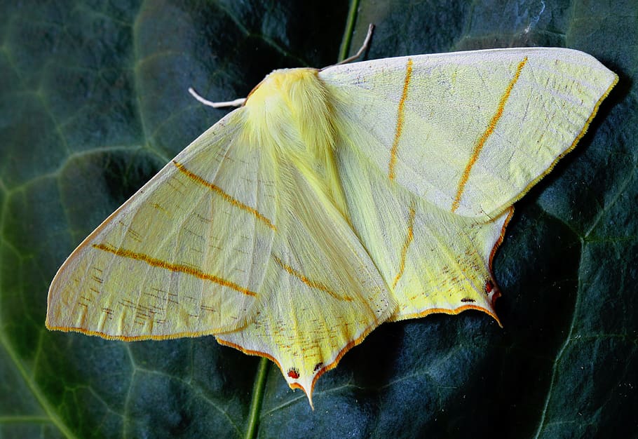 macro shot of yellow and orange moth, insect, nature, wing HD wallpaper