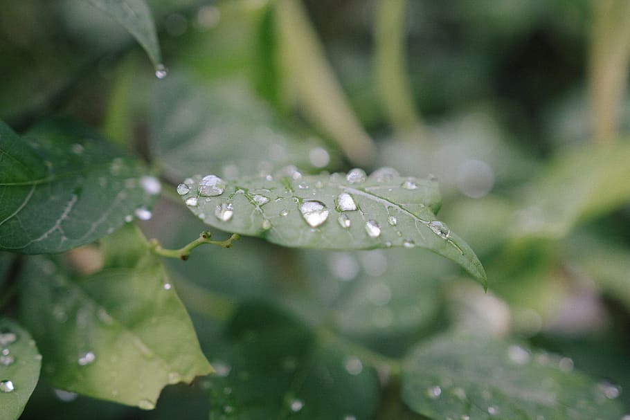 nature, water, summer, garden, blur, clear, close-up, defocused HD wallpaper