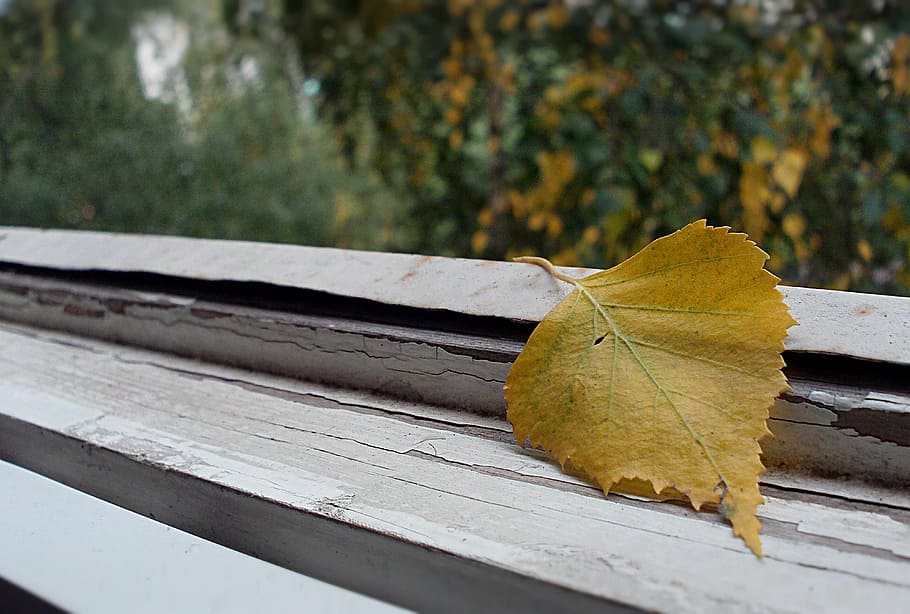 autumn, september, sheet, yellow, leaf, change, plant part HD wallpaper