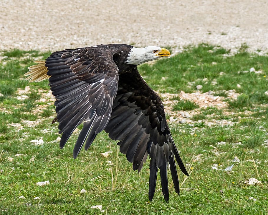 bald eagle flying over green grass during daytime, raptor, soil HD wallpaper